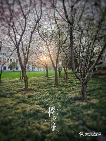 周末随便在大世界附近逛，发现路边有樱花树，在凯迪拉克