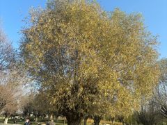 -汉长安城未央宫国家考古遗址公园