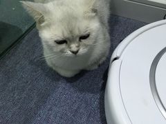 -喵的天空名猫咖啡馆·撸猫·猫舍·用品