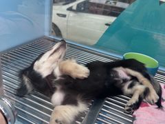 -FAELING PETS美天灵宠物(合生汇店)
