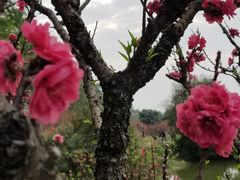 -南国桃园旅游度假区