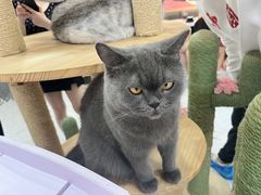 -喵园·猫主题咖啡厅·撸猫·猫咖(国贸店)