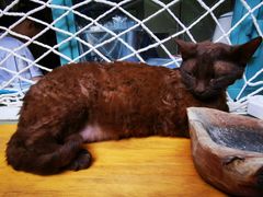 -喵屿·大理花园猫咖