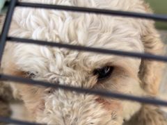 -贝康宠物医院·犬猫全科·小动物特色诊疗中心(东环路店)