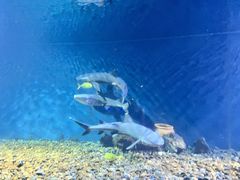 -海合安武汉极地海洋公园