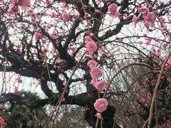 -水前寺成趣园