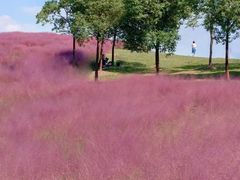 -上海滨江森林公园