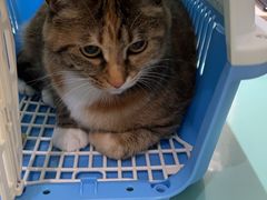 -艾贝尔宠物医院·24H转诊中心·肿瘤猫专科(江宁双龙店)