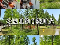 -黄海国家森林公园