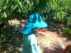 -南汇水蜜桃采摘(大团店)