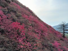 -木兰云雾山