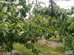 -意大利农场度假村