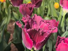 -洛阳郁金香牡丹园