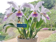 -云溪植物园