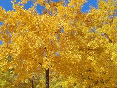 -北京西山国家森林公园