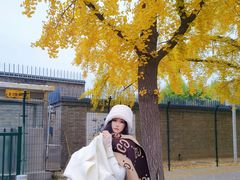 -三里屯东五街银杏大道