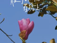 -顾村公园