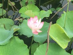 -荷花荡