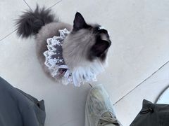 -怪兽屋·羊驼·猫咖·狗咖(俊华广场店)