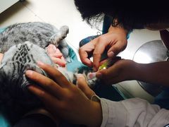 -康旭宠物医院(郑州总院)