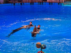 -芜湖新华联大白鲸海洋公园