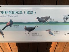 -福田红树林生态公园