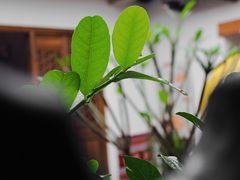 -菌林天下·野生菌汤锅