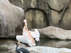 -合肥野生动物园