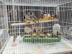 -哈尔滨道外花鸟鱼市场