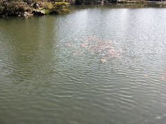 -西湖外事游船(花港观鱼码头)