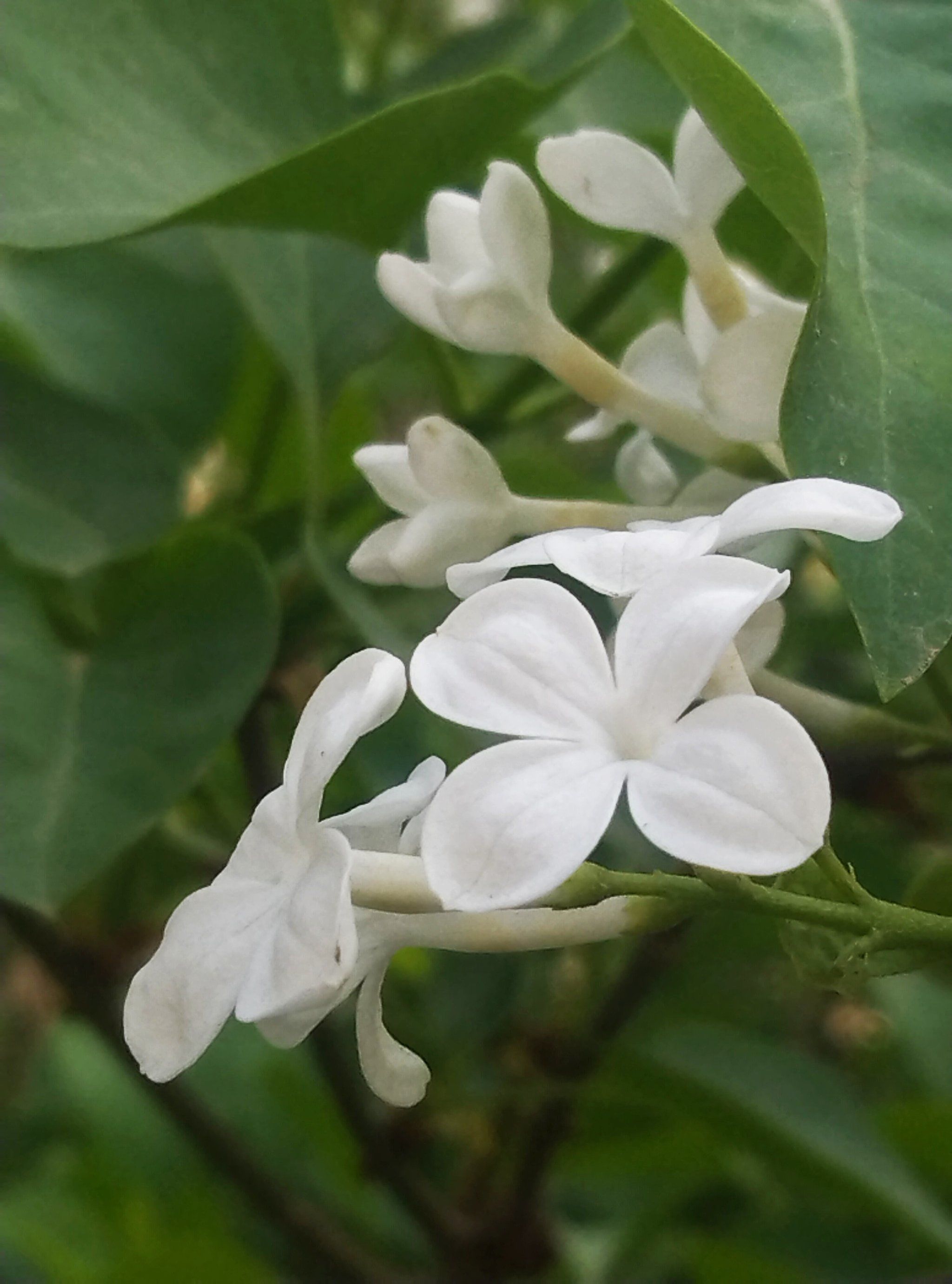 四季花开之9799白丁香花9699