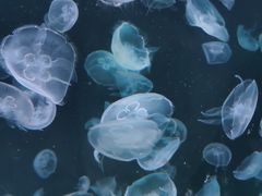 -太平洋海底世界