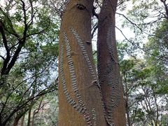 -黄埔油麻山森林公园