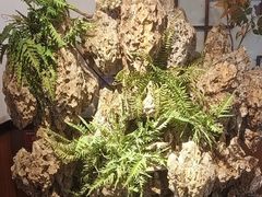 -成老灶火锅鸡(平山店)
