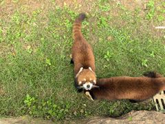 -灵玲国际马戏城