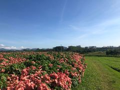 -光明小镇欢乐田园
