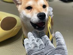 -逗柴咖啡屋·狗咖猫咖宠物桌游