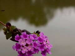 -中国科学院华南植物园