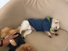 -怪兽屋·羊驼·猫咖·狗咖(俊华广场店)