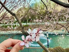 -东坝千亩湖公园