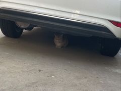 -小伙伴宠物医院•急重症转诊中心·老年专科·犬猫全科(北大街总院)