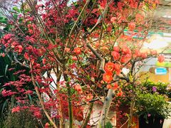 -双季花艺园艺市场(浦东店)