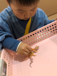 -Moni星球萌宠·小马宝莉·灵蛇·高端高阶全萌宠互动体验俱乐部(红豆国际广场店)
