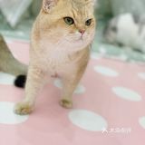 超治愈的撸猫胜地 一起来rua一rua