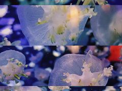 -太平洋海底世界