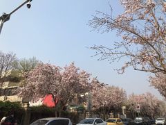 -桃花堤公园