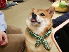 -逗柴咖啡屋·狗咖猫咖宠物桌游