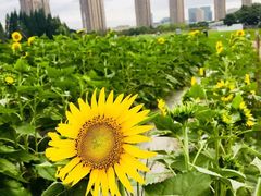 -杭州城北体育公园