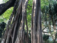 -瑞丽独树成林风景区