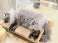 -楼上猫咖(罗湖店)